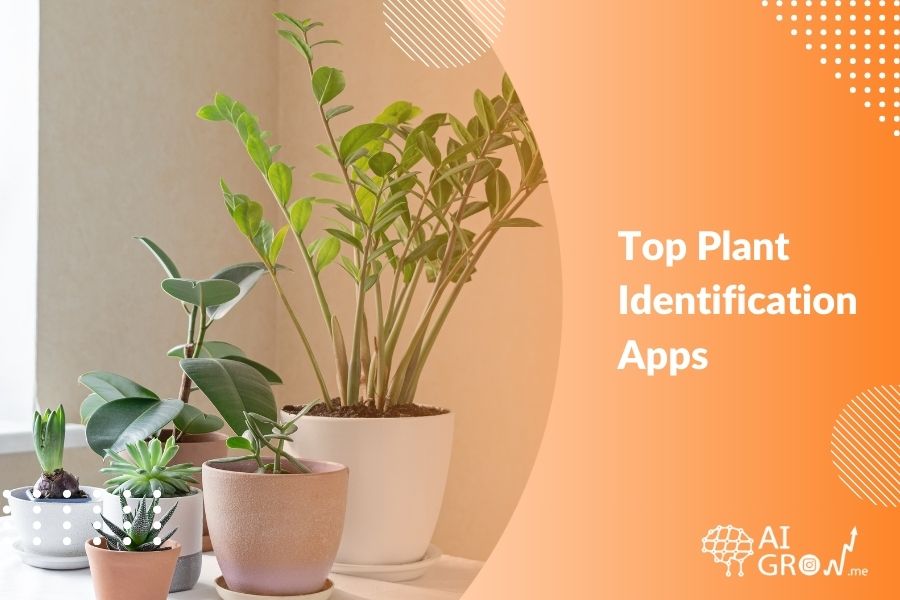 Top 5 Plant Identification Apps