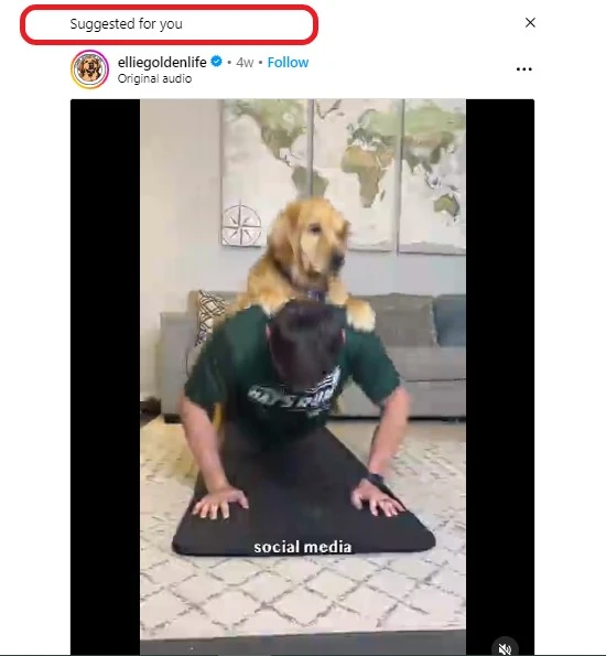 Suggested for you on Instagram