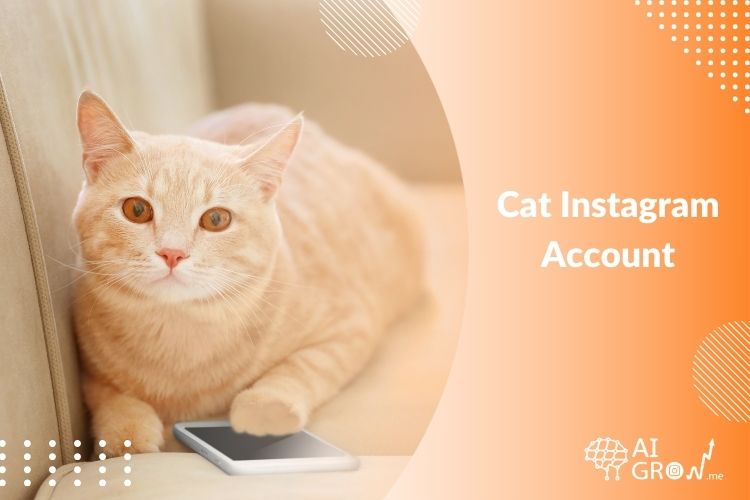 How to Manage a Successful Cat Instagram Account in 2024